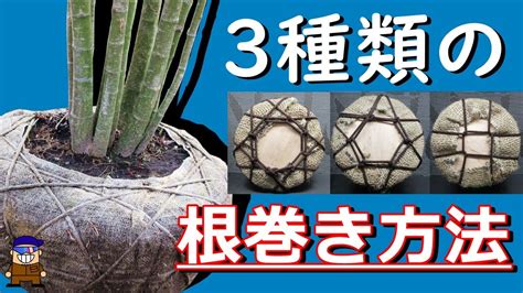 無樹根|樹木の根の特性と植え方